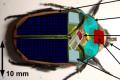Robot insects explore the environment