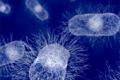 Silver cloth can kill bacteria for 10 minutes