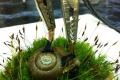 Producing electricity with snails