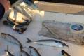 The 'goddess' helps the dead fish to swim