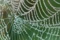 New generation artificial spider silk: more durable than steel and 98% made from water
