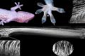 Materials simulating cilia