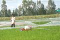 Pesticide spraying robot