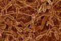Bacterial Bacteria