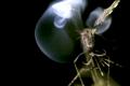 An insect-killing laser system causes damage at a glance