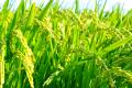 Fertilizer produced by sunlight