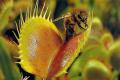 Robot catch insects