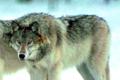 Recognition technology wolf tru