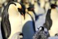 Robot 'spy' penguins