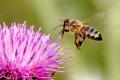 Research the bee brain to develop self-flying robots