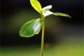 Artificial leaves produce energy from polluted water