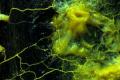 Robotics creatures made from unicellular animals