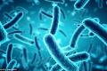 Use bacteria to cause diarrhea to develop