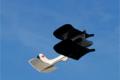 Phone controlled aircraft