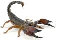Develop a scorpion robot to serve medical research