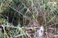 Armor made of spider silk