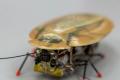 Russia has successfully built a cockroach robot