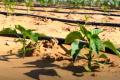 The technology turns desert into arable land just after 7 hours