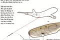 Missile defense system for passenger aircraft