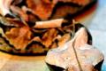 Materials of the future inspired by poisonous snakes