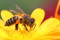 Use bee venom to detect explosives