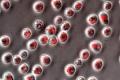 Molecules with molecular size can transport drugs to specific cells