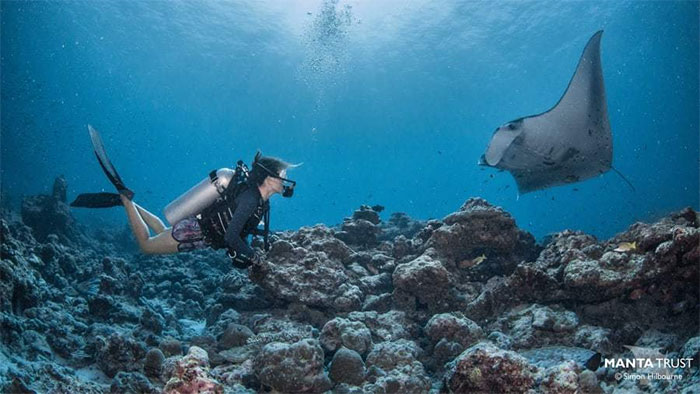 See The World S Largest Population Of Gentle Underwater Giants