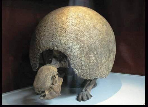 Picture 4 of 10 ancient extinct animals hope to revive