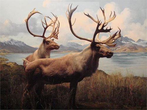 Picture 7 of 10 ancient extinct animals hope to revive