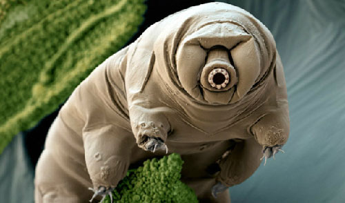 Picture 8 of 10 animals are brought to space