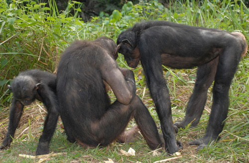 Picture 10 of 10 animals can speak