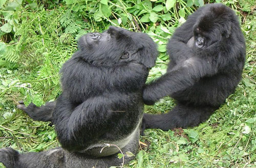 Picture 3 of 10 animals can speak