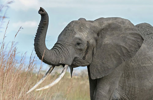 Picture 4 of 10 animals can speak
