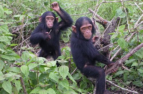 Picture 5 of 10 animals can speak