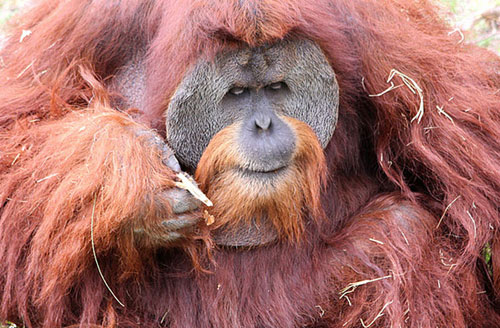 Picture 7 of 10 animals can speak
