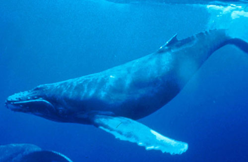 Picture 8 of 10 animals can speak