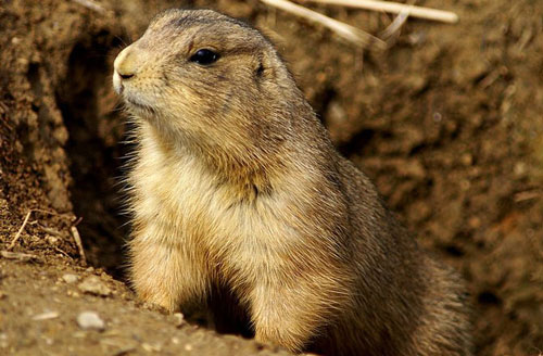 Picture 9 of 10 animals can speak