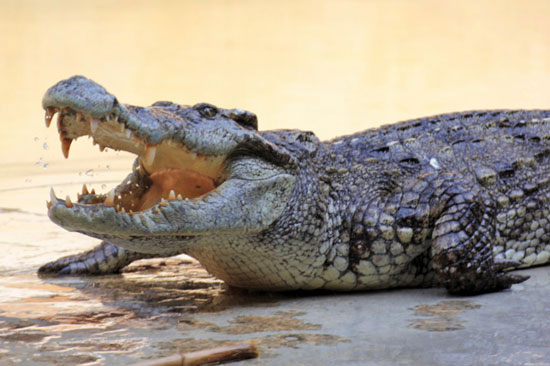 Picture 1 of 10 animals have extremely special skin