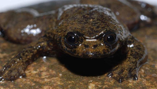 Picture 12 of 10 animals have extremely special skin