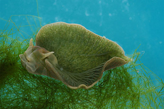Picture 14 of 10 animals have extremely special skin