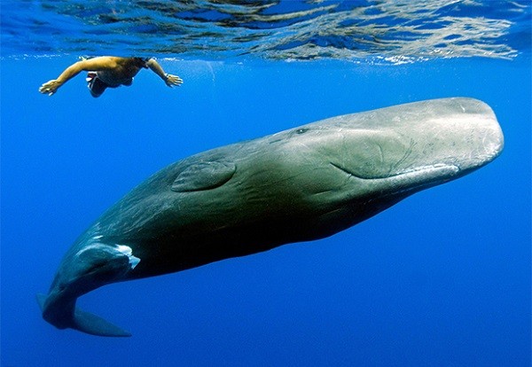 Picture 2 of 10 animals have extremely special skin