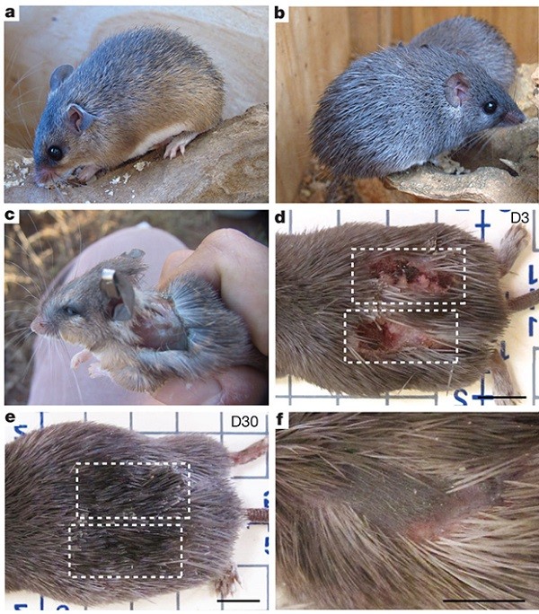 Picture 5 of 10 animals have extremely special skin