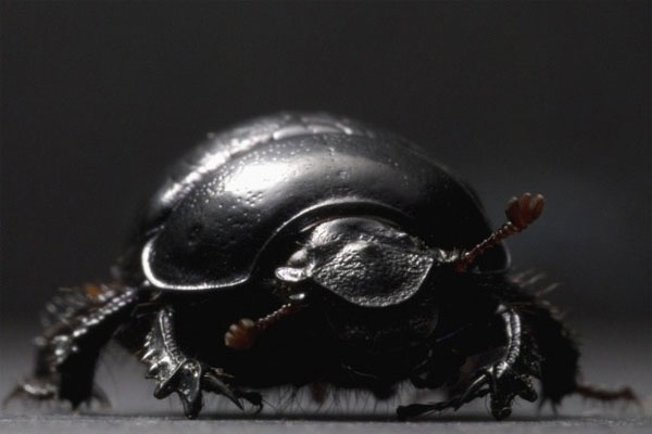Picture 7 of 10 animals have strange abilities