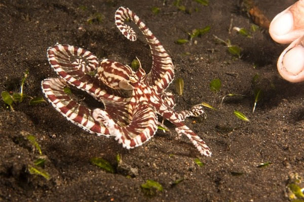 Picture 8 of 10 animals have strange abilities