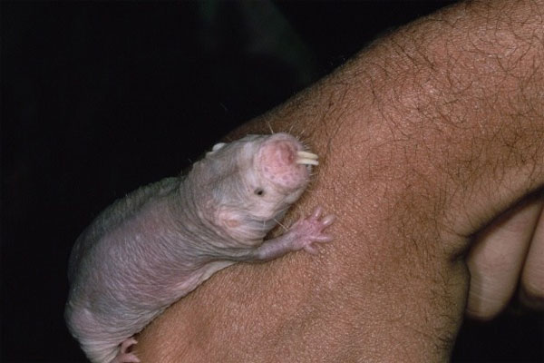 Picture 9 of 10 animals have strange abilities