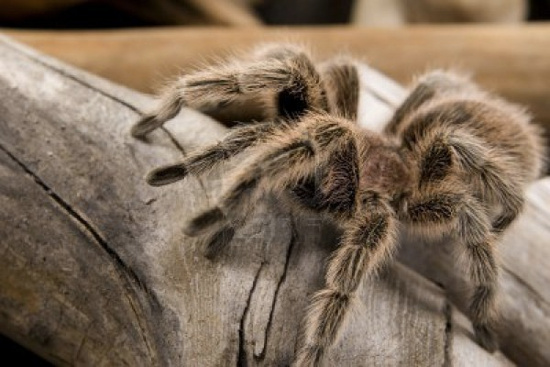 Picture 10 of 10 animals live in an unexpected place