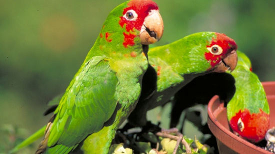 Picture 4 of 10 animals live in an unexpected place