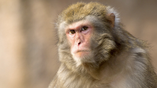 Picture 5 of 10 animals live in an unexpected place