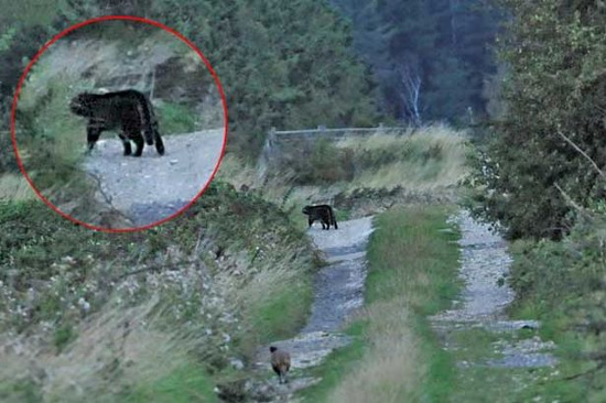 Picture 6 of 10 animals live in an unexpected place