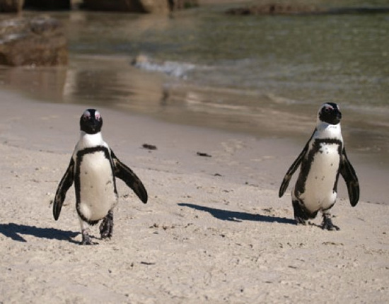 Picture 7 of 10 animals live in an unexpected place